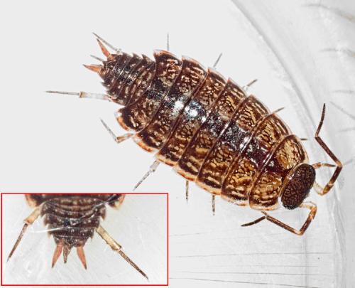 Philoscia sp.